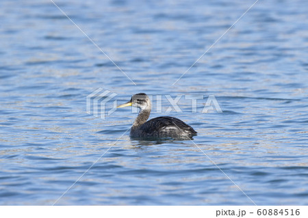 アカエリカイツブリ 60884516