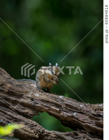 Indochinese ground squirrel on dry wood 60884618