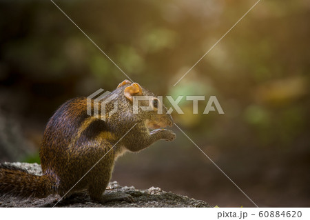 Indochinese ground squirrel on stone 60884620