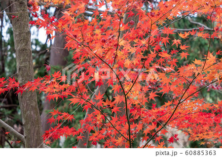 紅葉 紅葉 60885363