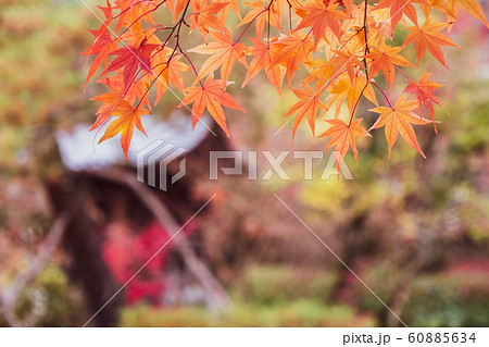 紅葉 紅葉 60885634