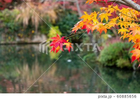 池と紅葉 池と紅葉 60885656