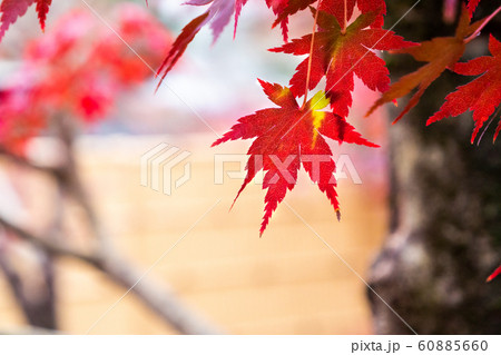 紅葉クローズアップ 紅葉クローズアップ 60885660