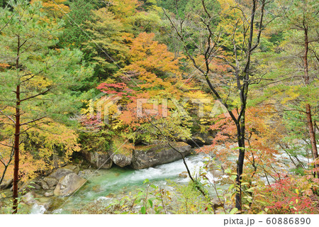 長野県 阿寺渓谷の紅葉の写真素材 6060