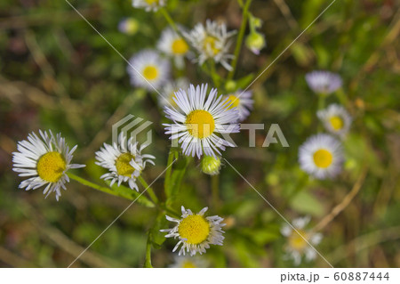 野菊 野花 花 60887444