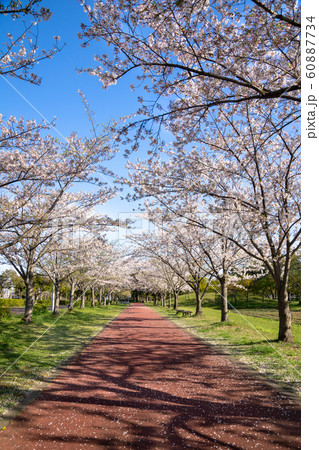 満開の桜 みさと公園 60887734