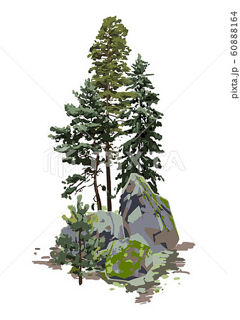 Coniferous trees among the rocks, covered with the green moss 60888164