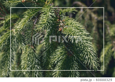 Green fir branches textured background, glowing shape 60888329