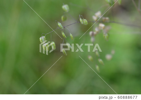 Common quaking grass 60888677