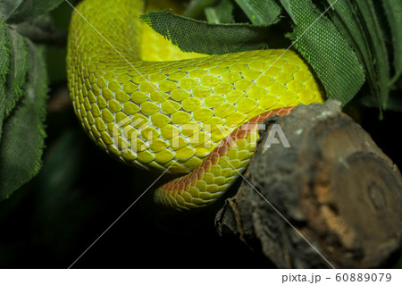 Close up green snake skin on tree 60889079