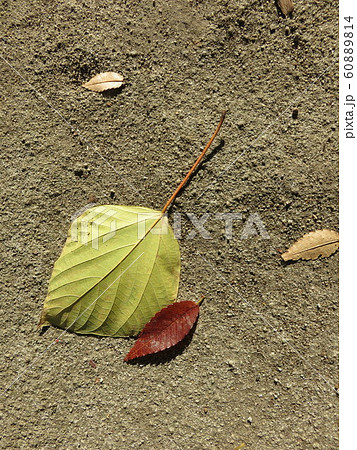 落ち葉 60889814