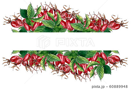 Floral frame with pink wild rose, rose hip, dog rose, green leaves and red berries, hand drawn watercolor border isolated on white. Design for invitation, wedding or greeting cards Floral frame with pink wild rose, rose hip, dog rose, green leaves and red berries, hand drawn watercolor border isolated on white. Design for invitation, wedding or greeting cards 60889948