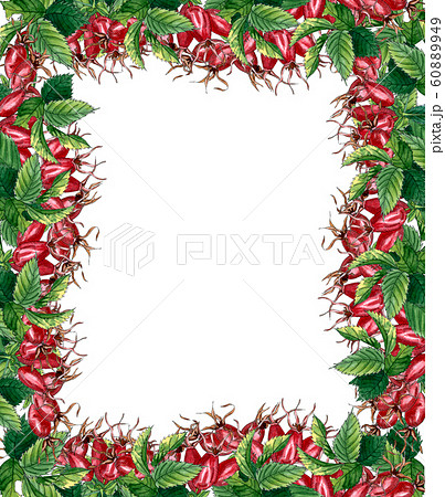 Floral Square Frame with pink wild rose, rose hip, dog rose, green  leaves and red berries, hand drawn watercolor frame isolated on white. Design for invitation, wedding or greeting cards 60889949