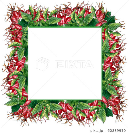 Floral Square Frame with pink wild rose, rose hip, dog rose, green  leaves and red berries, hand drawn watercolor frame isolated on white. Design for invitation, wedding or greeting cards 60889950