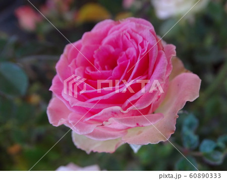 Beautiful pink rose, close-up Beautiful pink rose, close-up 60890333