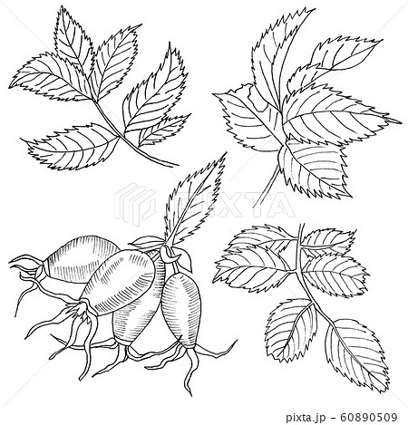 Graphic branch og eglantine rose flower with barries on white background. Black and white outline ink hand drawn illustration. Graphic branch og eglantine rose flower with barries on white background. Black and white outline ink hand drawn illustration. 60890509