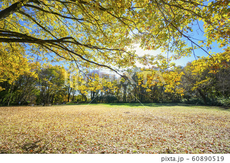 紅葉の滝山城址　千畳敷 60890519