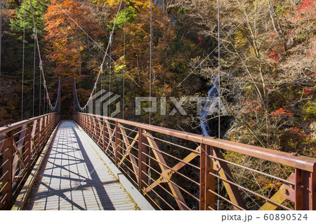 紅葉の都民の森 滝見橋 紅葉の都民の森 滝見橋 60890524
