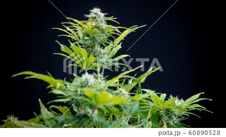 Close-up of medical marijuana female plant in Close-up of medical marijuana female plant in 60890528