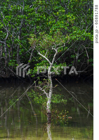 吹通川の自然 吹通川の自然 60891788