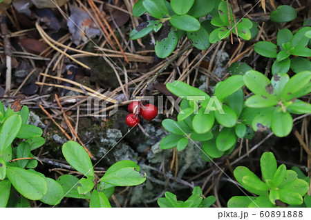 Berries of cranberries in the autumn forest 60891888