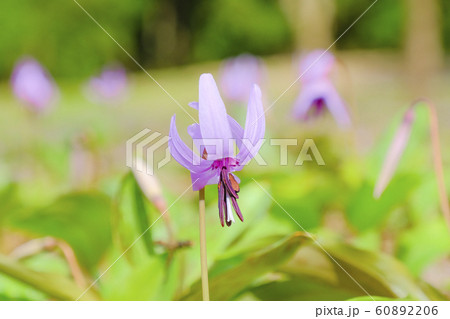春のカタクリ 60892206