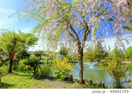 春の銭淵公園3 春の銭淵公園3 60892209