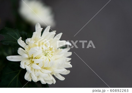 白菊 コピースペース 白菊 コピースペース 60892263