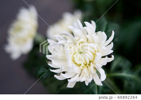 白菊 白菊 60892264