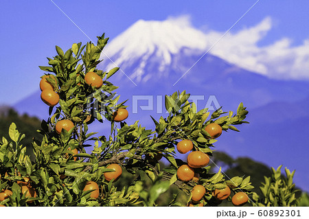 （静岡県）伊豆のみかん畑から望む、雪化粧した富士山 60892301