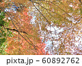 紅葉　だいだい 60892762