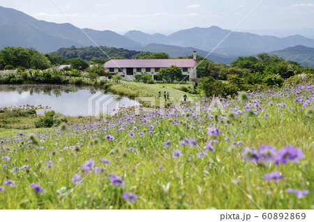 吾妻山 マツムシソウ 秋 吾妻山ロッジ 点景 吾妻山 マツムシソウ 秋 吾妻山ロッジ 点景 60892869