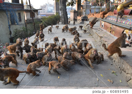 ネパールの首都のカトマンズ　世界遺産の仏教寺院のスワヤンブナート　餌に群がる野猿の群れ 60893495