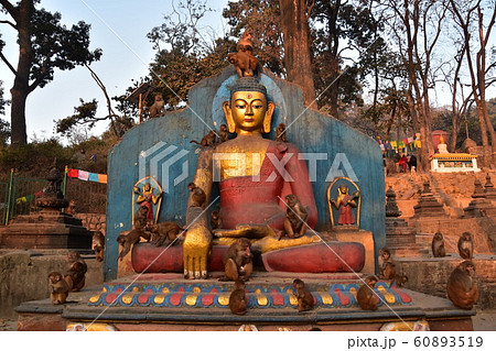 ネパールの首都のカトマンズ　世界遺産の仏教寺院のスワヤンブナート　仏像と野猿の群れ 60893519