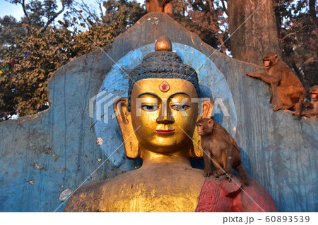 ネパールの首都のカトマンズ　世界遺産の仏教寺院のスワヤンブナート　仏像の頭や肩に乗る野猿 60893539