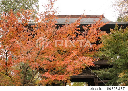 九品仏浄真寺の紅葉・2 60893887