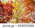 九品仏浄真寺の紅葉・3 九品仏浄真寺の紅葉・3 60893888