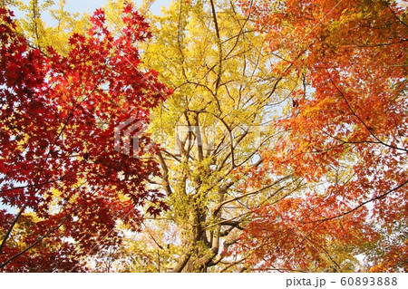 九品仏浄真寺の紅葉・3 九品仏浄真寺の紅葉・3 60893888
