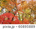 九品仏浄真寺の紅葉・4 九品仏浄真寺の紅葉・4 60893889