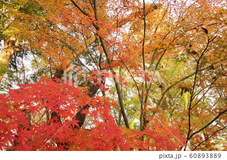 九品仏浄真寺の紅葉・4 九品仏浄真寺の紅葉・4 60893889