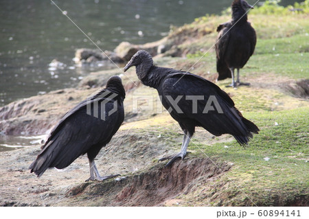 サンパウロに棲息するクロコンドル サンパウロに棲息するクロコンドル 60894141