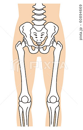 股関節 骨盤 大腿骨 膝蓋骨のイラスト素材