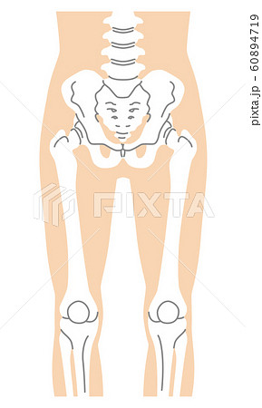股関節 骨盤 大腿骨 膝蓋骨のイラスト素材