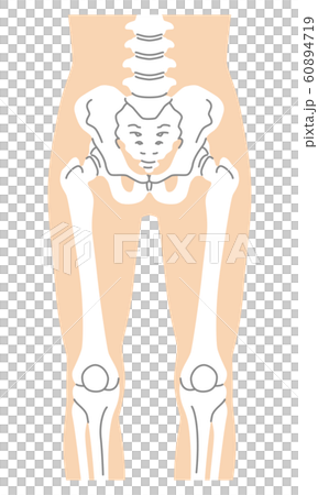 股関節 骨盤 大腿骨 膝蓋骨のイラスト素材
