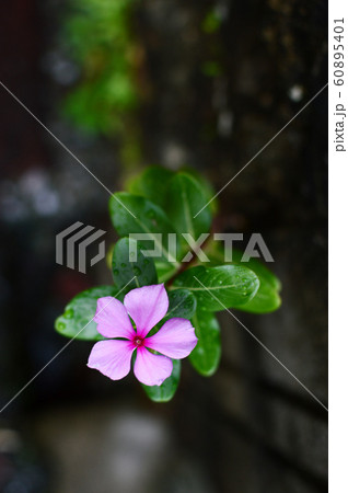 ブロック塀の隙間から咲く日日草の写真素材