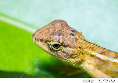 Beautiful brown chameleon 60895752