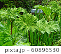 Gunnera 60896530