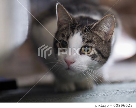 Tabby Cat 60896625