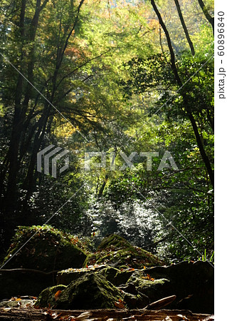 山野峡の自然美1 山野峡の自然美1 60896840