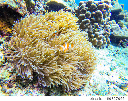 orange clownfish and anemone coral in the sea 60897065